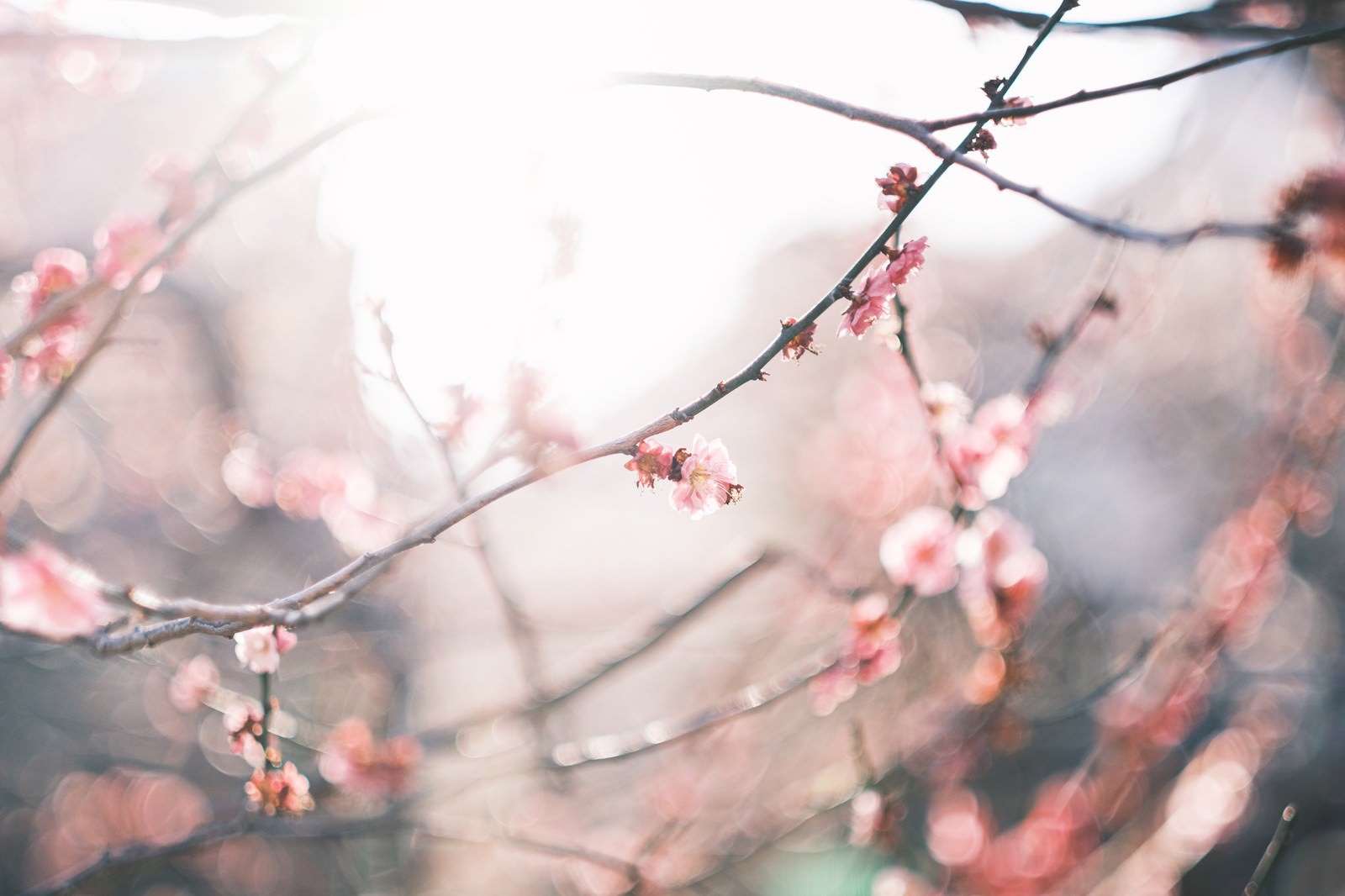 日差しを浴びて咲く淡いピンクの梅の花と枝