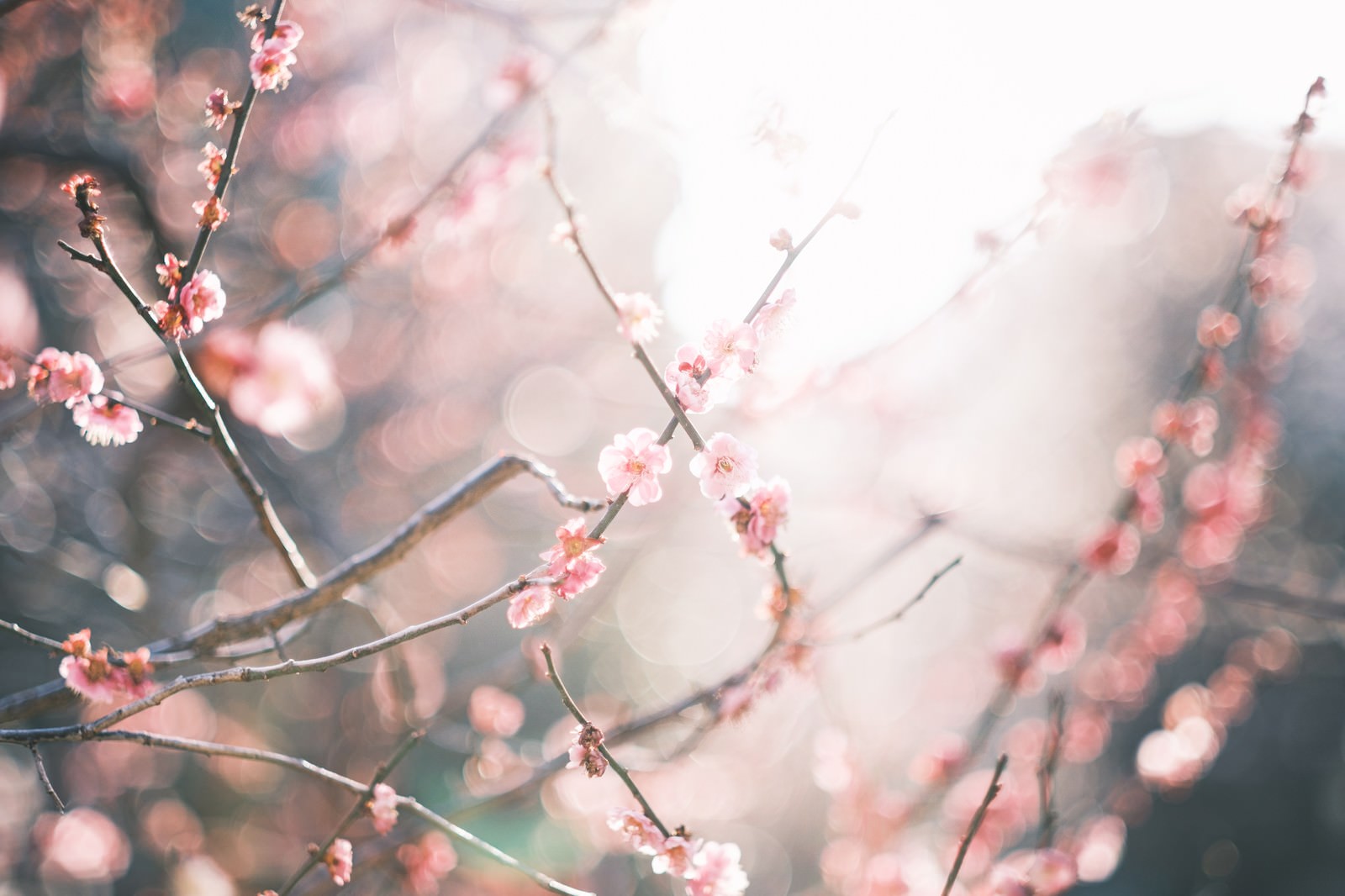 やわらかな逆光の中で咲く淡いピンク色の梅の花と枝
