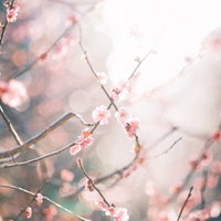 逆光の中で咲く淡いピンク色の梅の花の写真