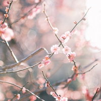 逆光を受けて咲く梅の花の写真