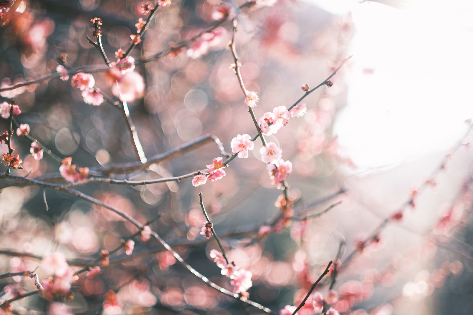 逆光に照らされて輝くピンク色の梅の花が枝に咲いている様子