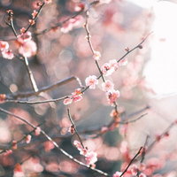 降り注ぐ陽の光と逆光に咲く梅の花、春の季節の写真