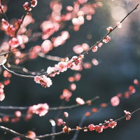 梅の花とボケのある開花枝の写真