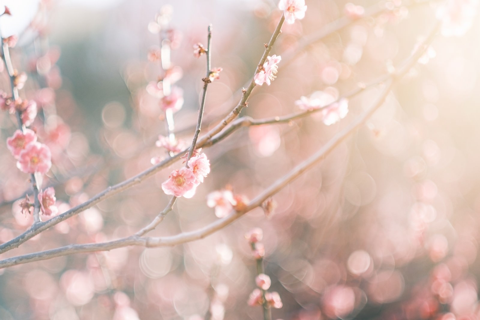 暖かな日差しを受けて開花する淡いピンク色の梅の花