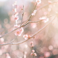 湯島天神の開花する梅の花の写真