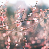 左右に伸びる枝に咲くピンク色の梅の花の写真