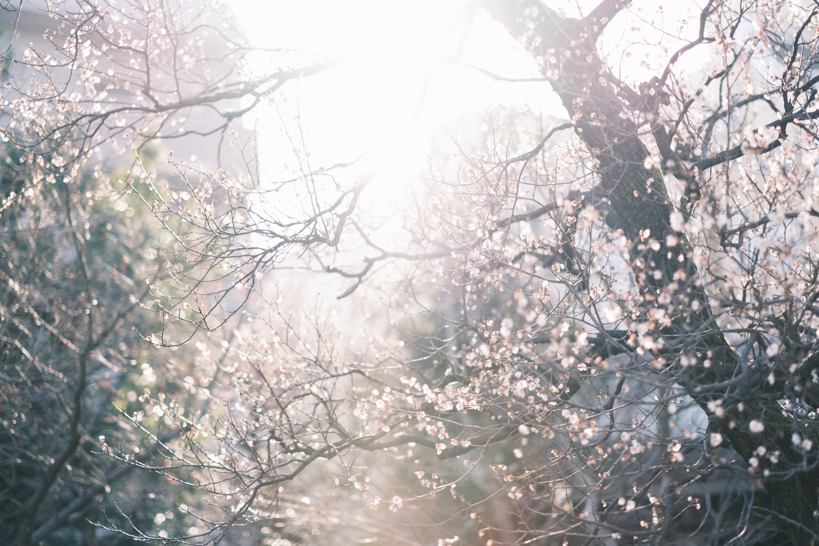逆光に包まれた梅園で光が枝の間から差し込む春の風景