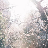 逆光に包まれ光が差し込む梅園の春景色と花びらの写真