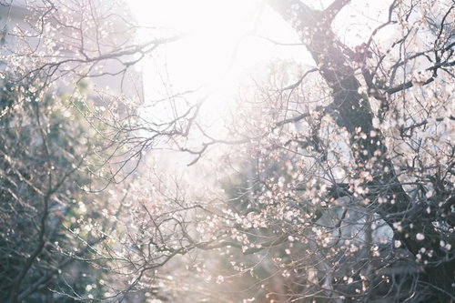 逆光に包まれ光が差し込む梅園の春景色と花びら