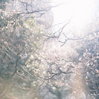 逆光に透ける白い梅の花が枝に揺らめく春景色の写真