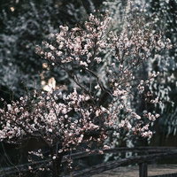 梅園にひっそりと佇む梅の花、春の開花時期を迎えた薄紅色の花びらの写真