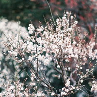 薄いピンク色に開花した梅と蕾が並ぶ枝の写真