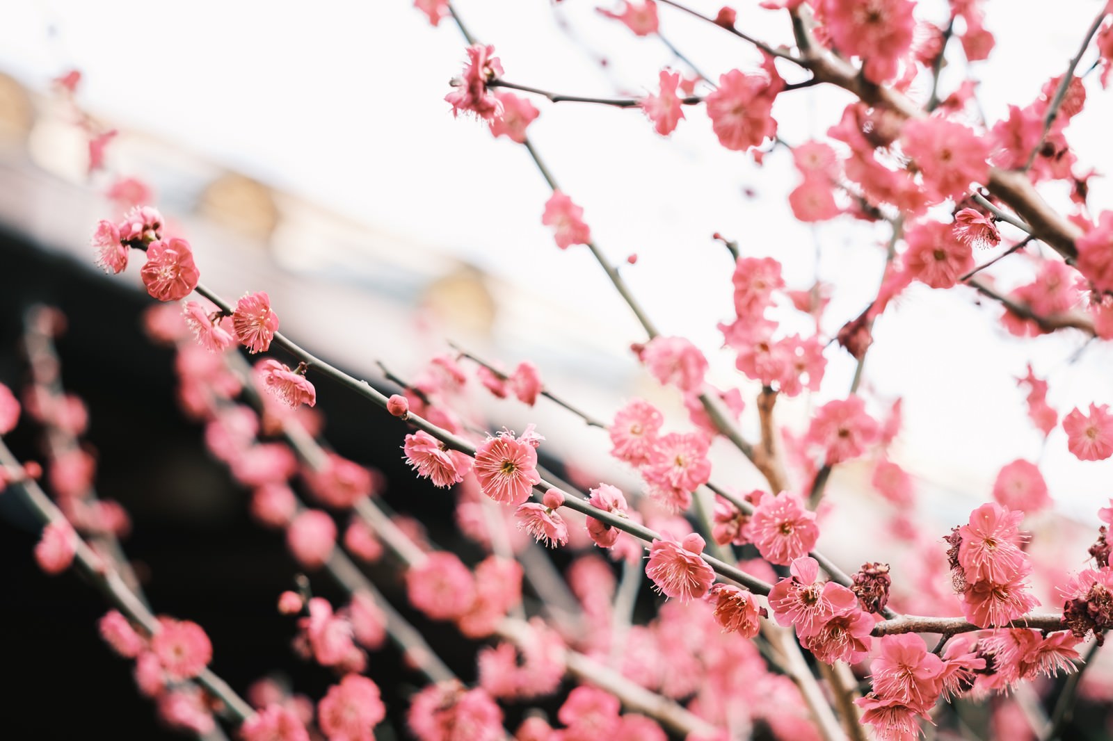 ピンクの花びらが美しく咲く満開の梅の花