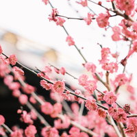 春に花開くピンクの梅の花、枝全体に咲き誇る満開の梅の花の写真