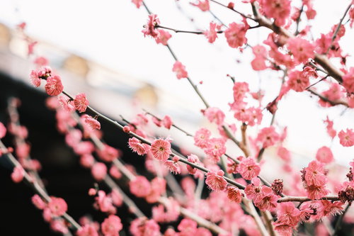 春に花開くピンクの梅の花、枝全体に咲き誇る満開の梅の花
