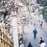 湯島天神の境内に咲く淡いピンクの梅の花と参拝者の写真