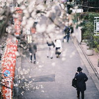 湯島天神の散歩道に開花する梅の花とのぼり旗の写真
