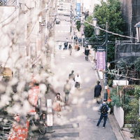 淡いピンクの梅の花越しに見る路地裏の風景の写真