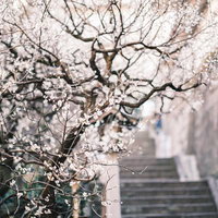 湯島天神の境内、階段脇に咲く白い梅の花と春の景色の写真