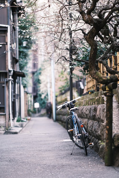 梅の花が咲く路地裏に停まった自転車と春の日常風景