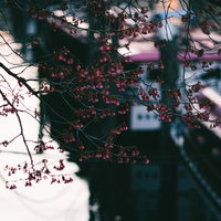 開花を待つ桜のつぼみと神田川の屋形船・釣り船の写真