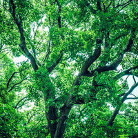 青空に向かって伸びる新緑の大樹と木漏れ日の写真