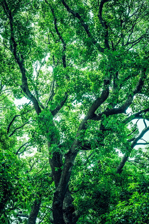 青空に向かって伸びる新緑の大樹と木漏れ日