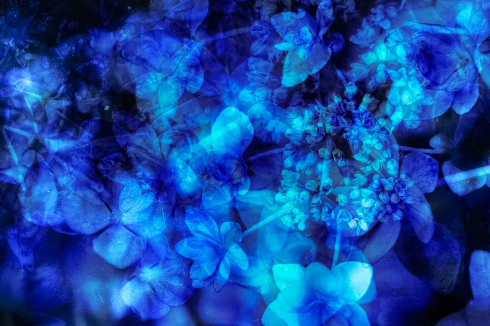 青いガクアジサイの花を重ね合わせたフォトモンタージュ作品
