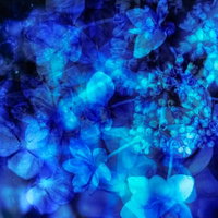 青く重なるガクアジサイのフォトモンタージュの写真