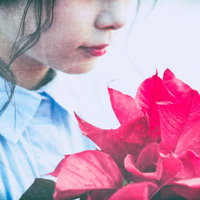赤いポインセチアを見つめる虚ろな横顔の女性の写真