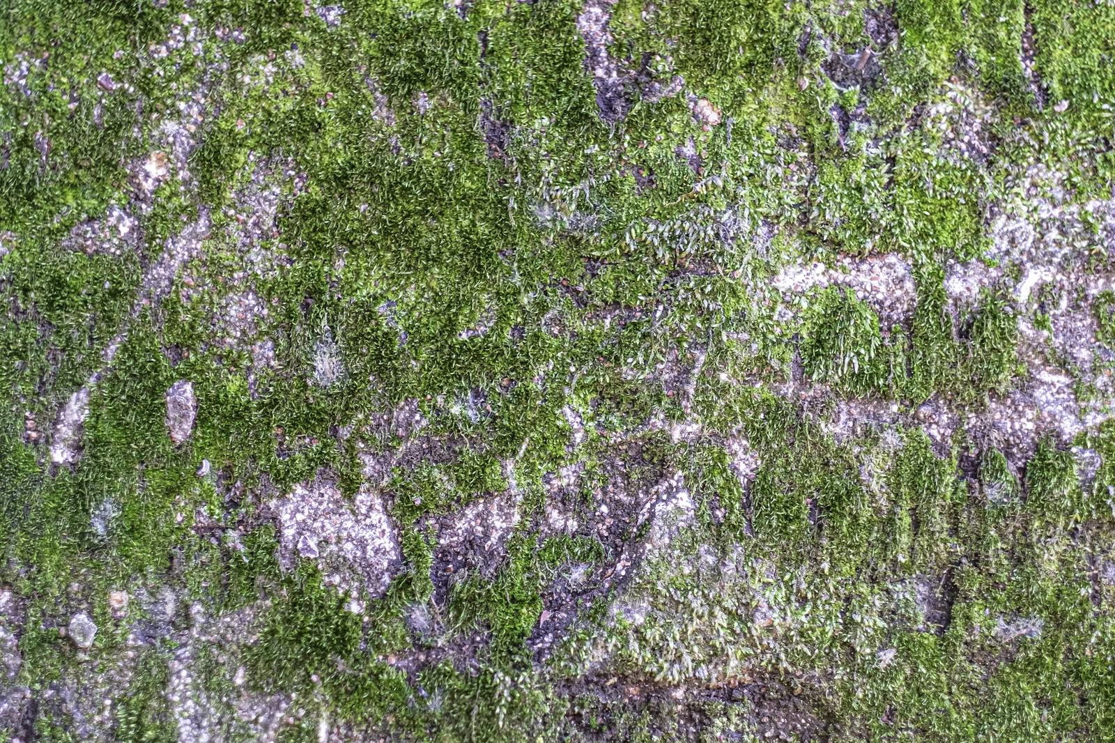 岩の表面に苔が広がった地面のクローズアップ