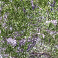 苔むす地面（テクスチャ）の写真