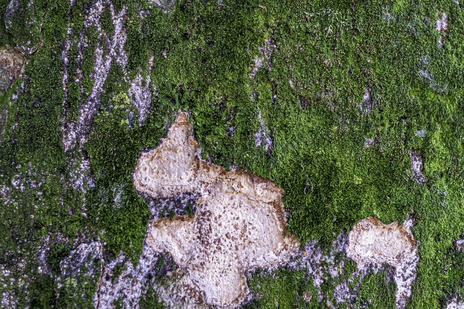 苔と地衣類が生えた岩肌の接写