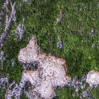 苔むす木の幹（テクスチャ）の写真