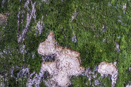 苔むす岩の表面（テクスチャ）