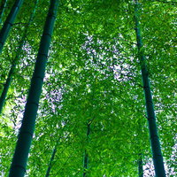 節が並ぶ竹の幹を見上げた青々とした竹林の写真