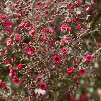 春の陽だまりに咲くピンクの小さな花々の写真