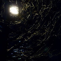 枯木の枝に囲まれた夜の暗闇に灯る街灯の写真