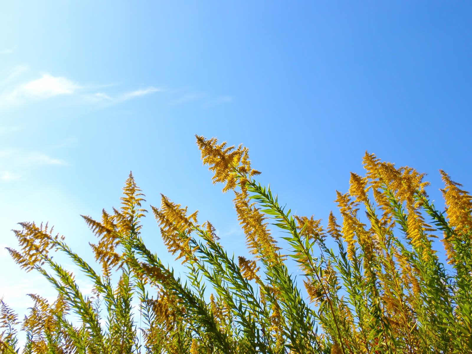 青空の下に広がる野の草
