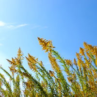 晴れた青空の下に広がる野の草と風景の写真