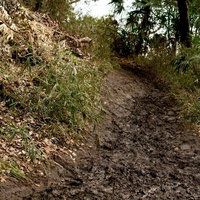 足跡が残るぬかるんだ雨上がりの山道の写真