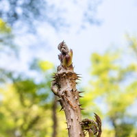 春の山林で芽吹くタラの芽の写真