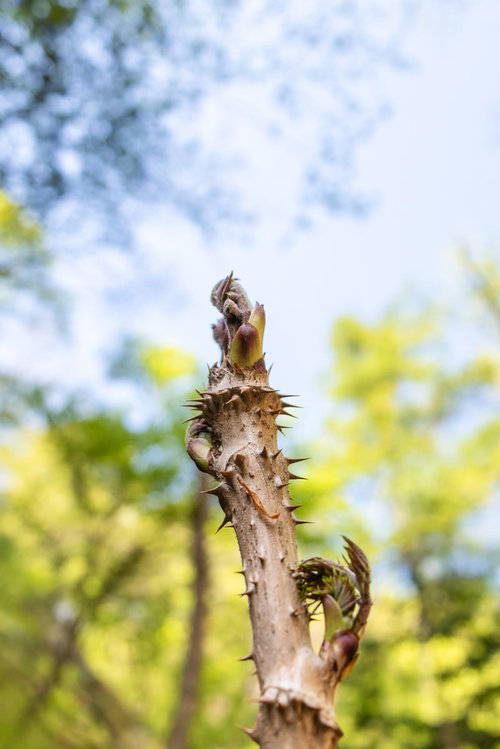 春の山林で芽吹くタラの芽