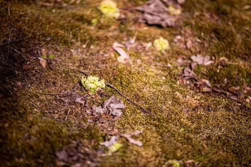 早春の林床に芽吹くふきのとう