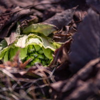 落ち葉の中から顔を出す蕗の薹の新芽の写真