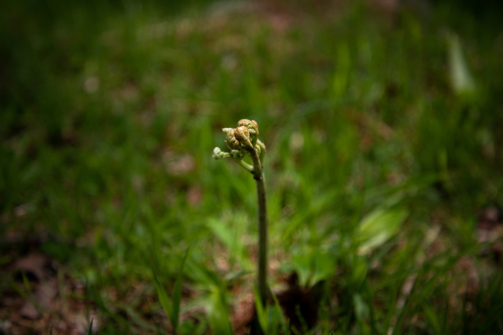 土から芽を出すワラビの新芽が緑の草を背景に立っている