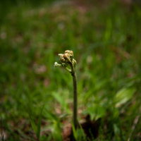土から芽を出すワラビの新芽の写真