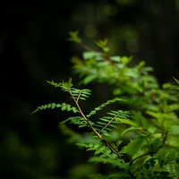 春の山椒の若い葉が茂る枝の写真
