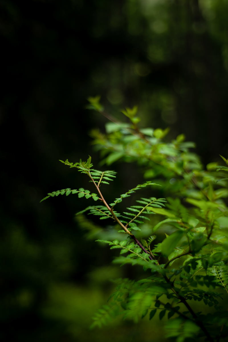 背景がぼけた自然の中で、鮮やかな緑色の山椒の若い葉が枝に茂っている