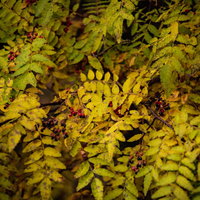 自生した山椒の実と複羽状の葉、黄緑色の小さな実が枝に密集の写真